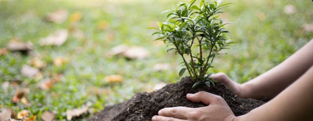 Planting a Tree as Symbol for Business Growth SEO ROI